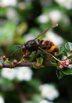 Asiatische Hornisse (Vespa velutina) - Foto von Père Igor